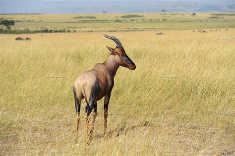 Topi antelope stock photo containing topi and animal | Animal Stock Photos ~ Creative Market