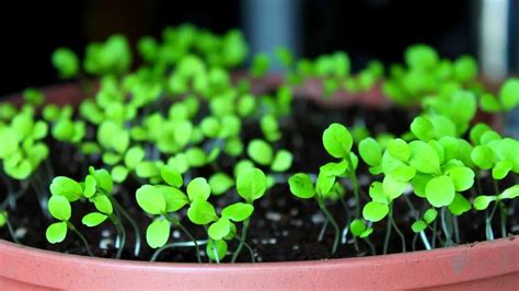 How to Grow Lettuce from Seed At Home – Slick Garden