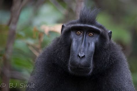 Flickriver: BJSmit's photos tagged with celebescrestedmacaque