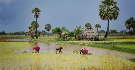 Best Time to See Rice Harvest Season in Cambodia 2019 - Rove.me