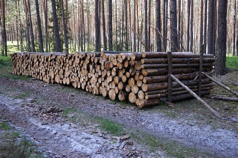 Premium Photo | Pile of wood logs in forest