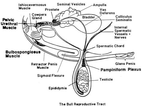 Bull Reproductive System