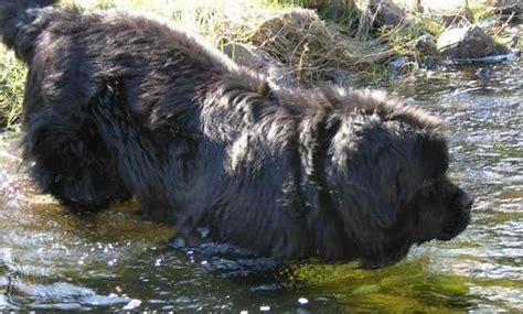 Water dog breeds list - these dogs love water - swimming dogs - K9RL