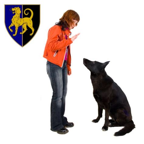 GC304 – Advanced Canine Training for the Modern Dog Trainer – Guild of ...