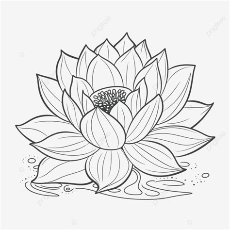 Dibujo De Flor Loto Para Colorear Imprimir Vector PNG ,dibujos Dibujo ...