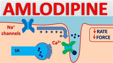 Amlodipine 5mg - Mechanism, side effects, interactions and uses - YouTube