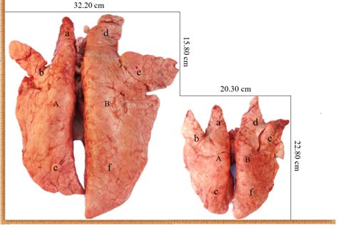 AAB - Characteristics of Tibetan pig lung tissue in response to a hypoxic environment on the ...