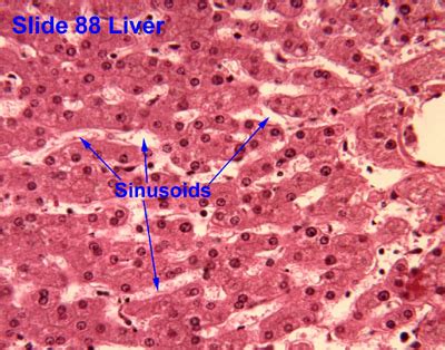 Liver Gall bladder Pancreas