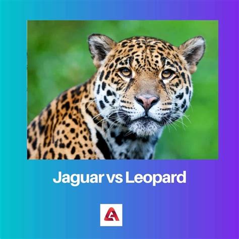 Jaguar vs Leopard: Difference and Comparison