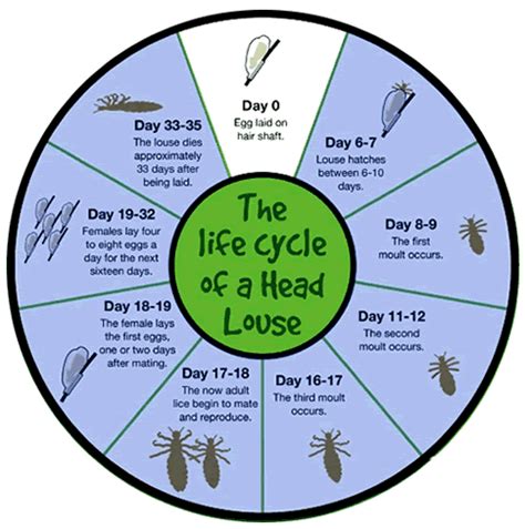 Head Lice Life Cycle - Greater Vancouver Lice Clinic