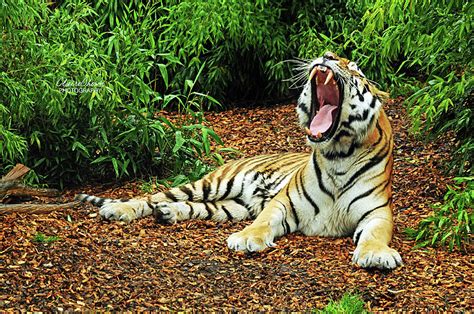 Yawning tiger Photograph by Claire Chown | Fine Art America