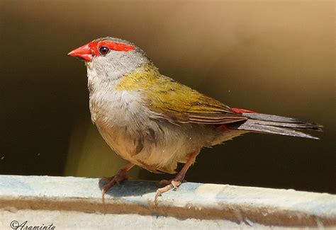 a tail | BIRDS in BACKYARDS