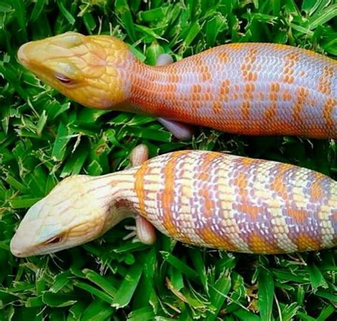 Blue Tongues Skink morphs | Cute reptiles, Reptiles pet, Blue tongue skink