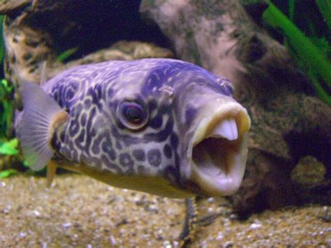 Funny Fish Pictures-Photos | Funny And Cute Animals