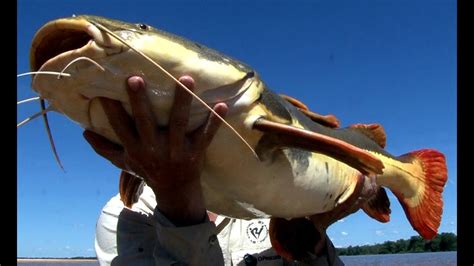 PESCA DE BAGRE GIGANTE NO RIO ARAGUAIA, PARTE 2 - YouTube