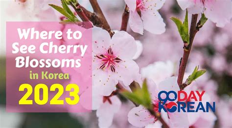 Cherry Blossoms in Korea - Where and when to see [2023]