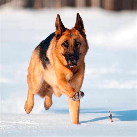 The 20 Best Cold-Weather Dog Breeds | Cold weather dog breeds, Cold weather dogs, Dog breeds