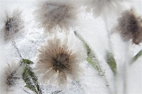 How to do Photography of Frozen Flowers