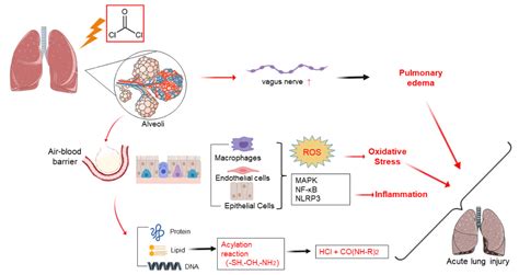 IJMS | Free Full-Text | Mechanism of Phosgene-Induced Acute Lung Injury and Treatment Strategy