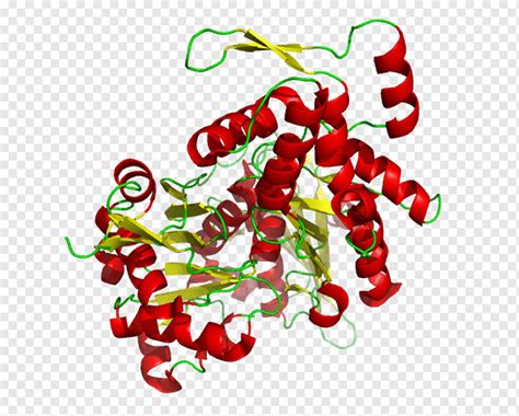 Microfilamento de proteína globular de actina de gelsolina, músculo ...