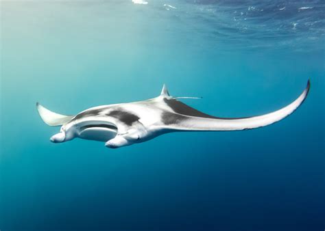 Fact File: Manta ray (Mobula alfredi, Mobula birostris) - Australian ...