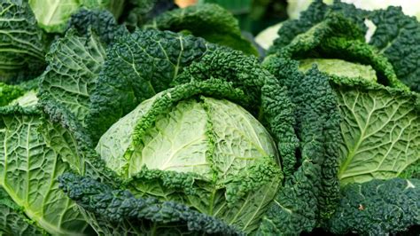 Savoy Cabbage Gardening 101: A Comprehensive Guide for Beginners - live ...