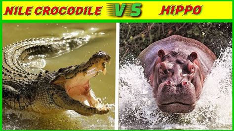 Nile crocodile vs hippo which is stronger?/crocodile vs hippo who will win?/A.K.Knowledge. - YouTube