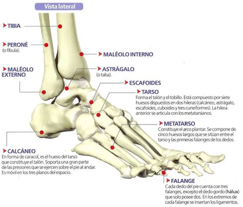 astrágalo vertical - Buscar con Google | Anatomia humana huesos, Anatomía del tobillo, Cirugía ...