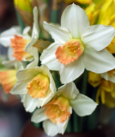 White Narcissus Free Stock Photo - Public Domain Pictures