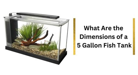 What Are the Dimensions of a 5 Gallon Fish Tank? - Pet Fish Tank