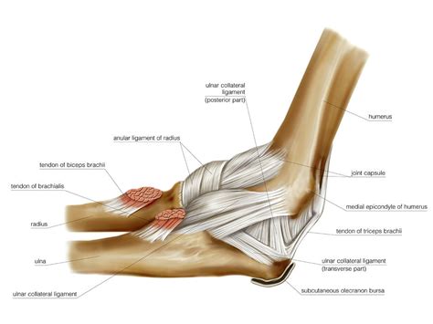 Elbow Joint Anatomy Pictures - ANATOMY STRUCTURE