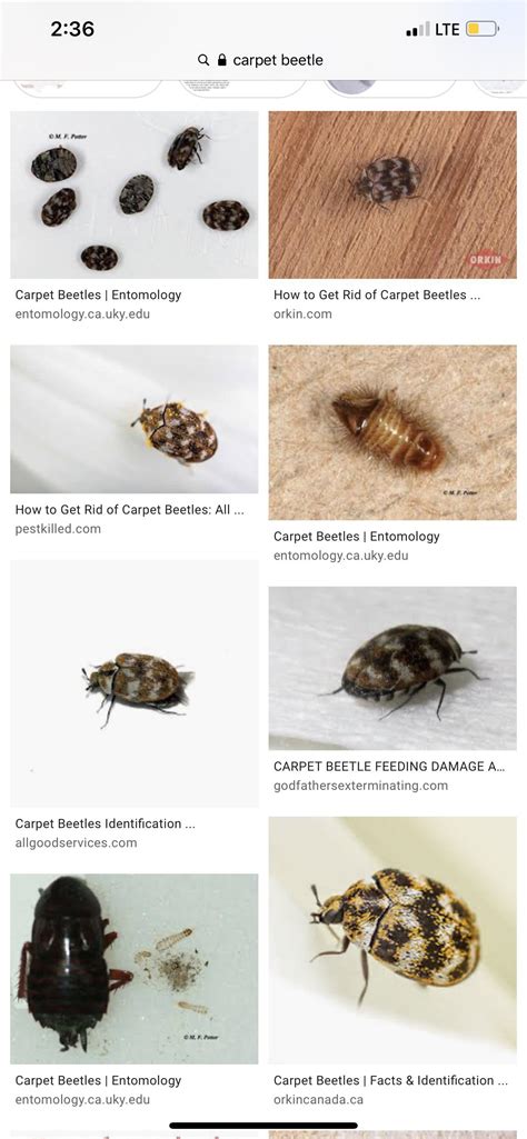 35+ Carpet Beetle Reddit Gif - Carpet Beetle New 2021