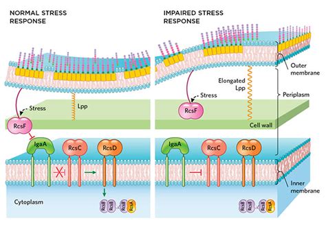 Bacterial Cell Envelope Size is Key to Membrane Stress Response | The ...