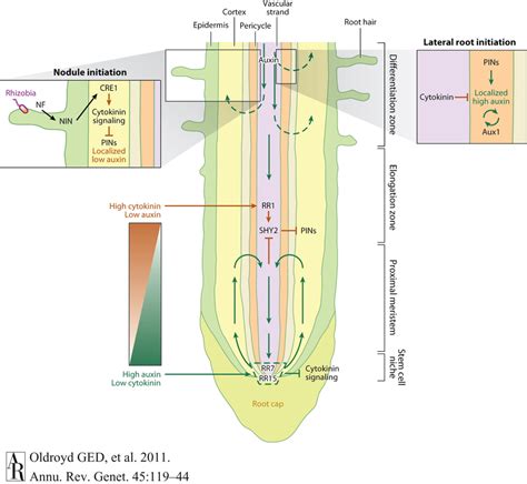 The roles of auxin and cytokinin during root meristem development. The... | Download Scientific ...