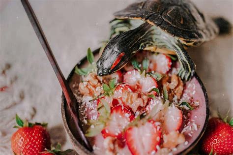 What Do Red-Eared Slider Turtles Eat? - Petsyclopedia News