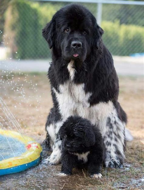 Newfoundlands | Landseer dog, Newfoundland puppies, Big dogs