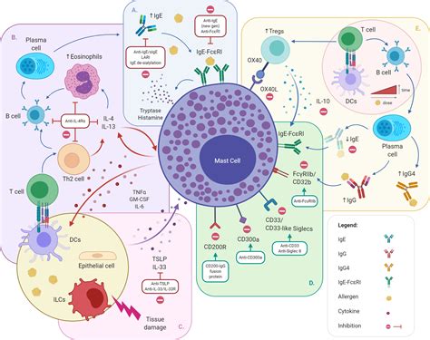 Frontiers | Novel Approaches in the Inhibition of IgE-Induced Mast Cell Reactivity in Food Allergy