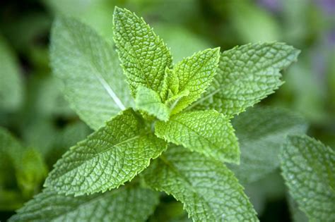 5 Health Benefits of Mint - Why Mint Leaves Are Good For You