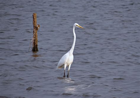 Free photo: Great White Heron - Bird, Food, Great - Free Download - Jooinn