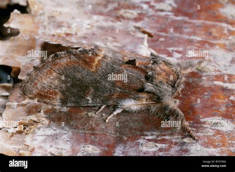 Iron Prominent moth, Notodonta dromedarius Stock Photo - Alamy