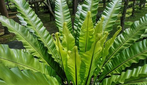 Bird’s Nest Fern: How to Grow and Care Tips