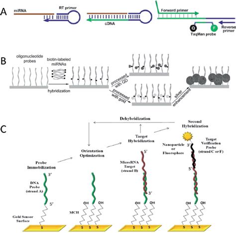 Comparison of assay design and detection protocol between MTs and BTs ...