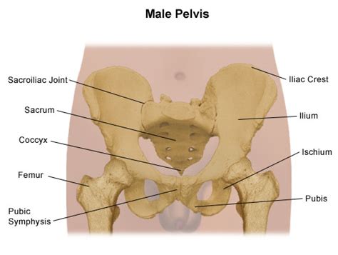 Pelvis Problems | Johns Hopkins Medicine