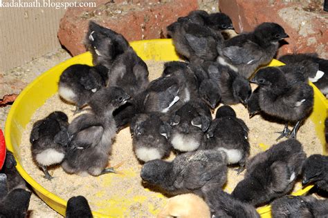 PIONEERS IN ORIGINAL KADAKNATH CHICKEN: Kadaknath chicken picture