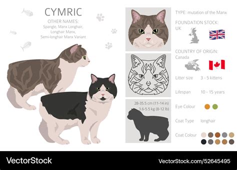 Cymric cat clipart all coat colors set Royalty Free Vector