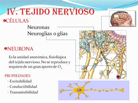 Biologìa: tejido nervioso