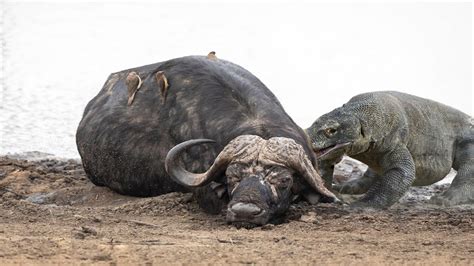 Komodo Dragon Eating A Buffalo | asoundsunlimited.com