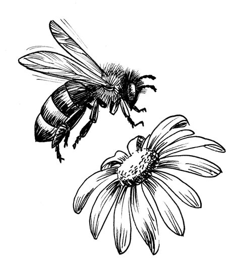 Premium Photo | Bee and flower. Ink black and white drawing