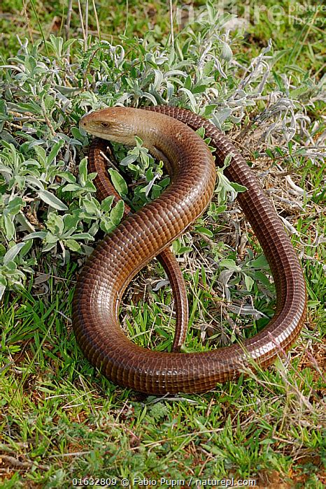 Legless Lizard - Connecticut's Beardsley Zoo