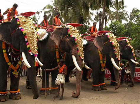 Best Places to See Elephants in Kerala | Kerala India Travel